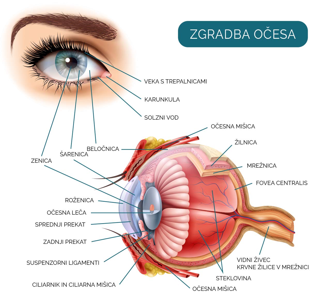 zgradba očesa